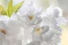 USA, Washington State, Seabeck. Fuji cherry blossoms close-up. Art Print